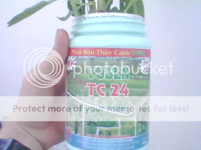 Thủy canh - Thực tế của Tôi.!