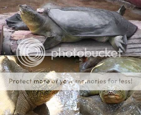 Các loại rùa ở Việt Nam.