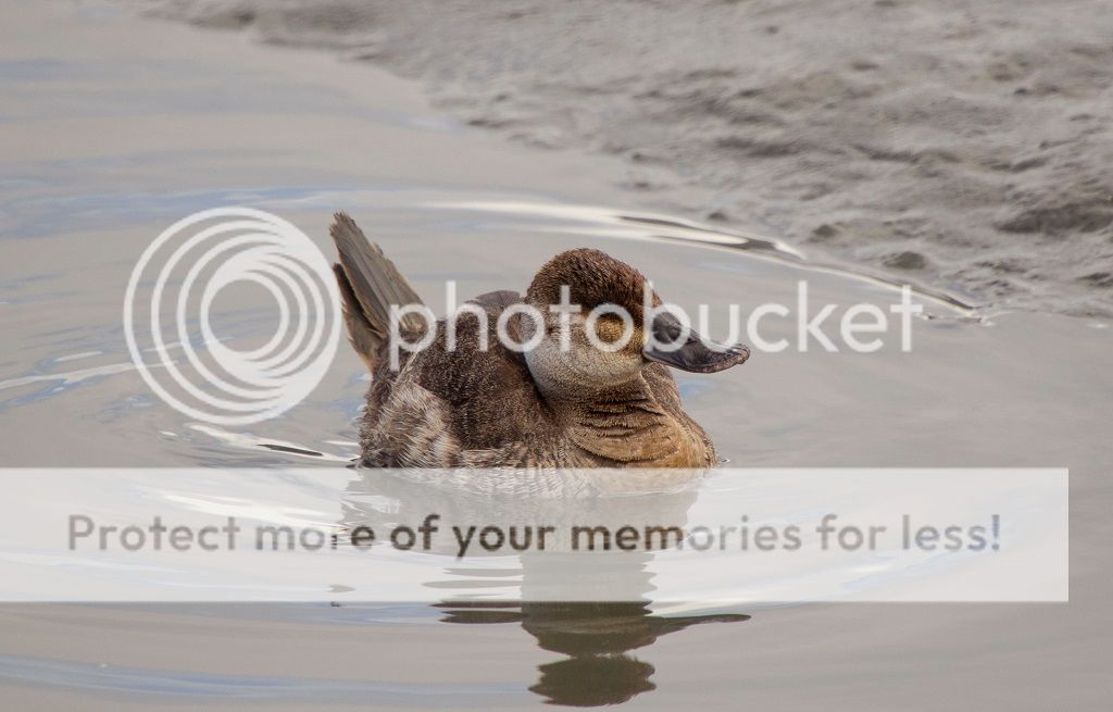 IMAGE: http://i817.photobucket.com/albums/zz92/bettatail/2016tour/RB6A7322edited1_zps9iwjxv1a.jpg