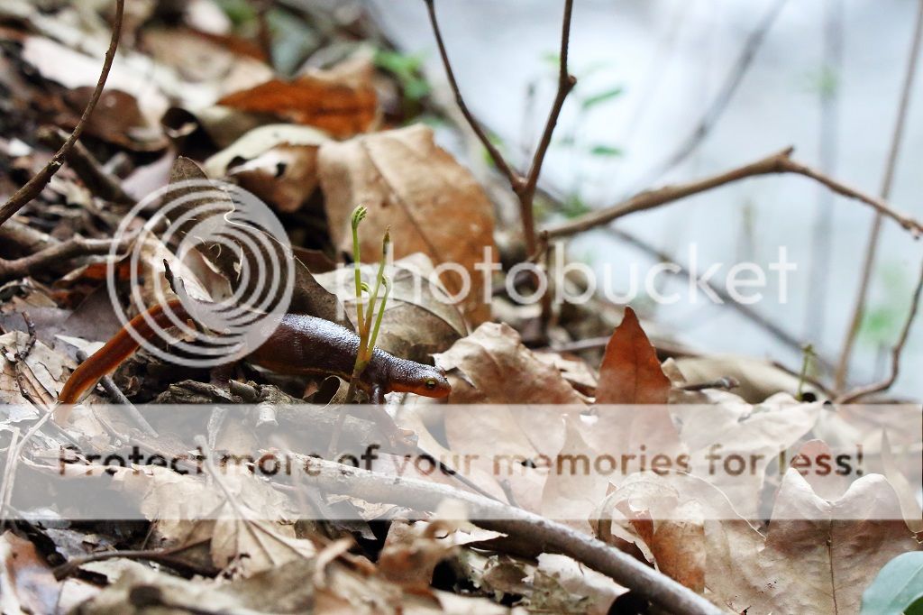 IMAGE: http://i817.photobucket.com/albums/zz92/bettatail/2016tour/RB6A7400_zpsohlzmnx1.jpg