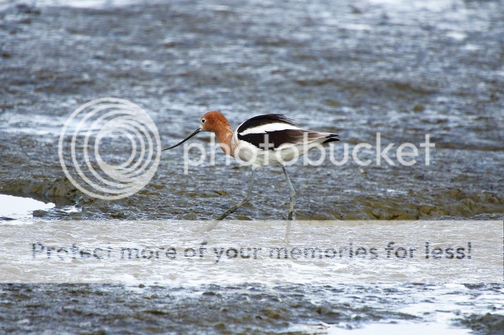 IMAGE: http://i817.photobucket.com/albums/zz92/bettatail/2016tour/RB6A7502_zpsztjq8l7z.jpg