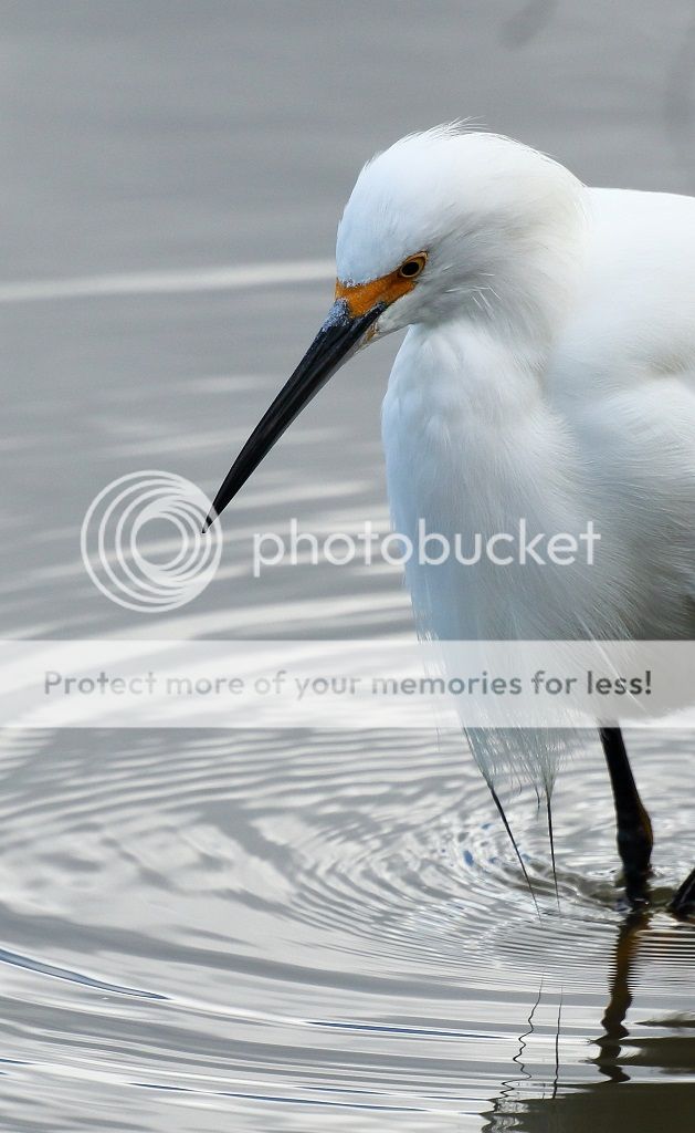 IMAGE: http://i817.photobucket.com/albums/zz92/bettatail/2016tour/RB6A7753edited_zpsx2vxq71n.jpg