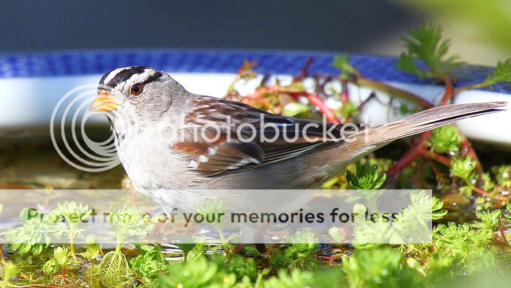 IMAGE: http://i817.photobucket.com/albums/zz92/bettatail/2016tour/RB6A7911_zpsz3e0wbpq.jpg