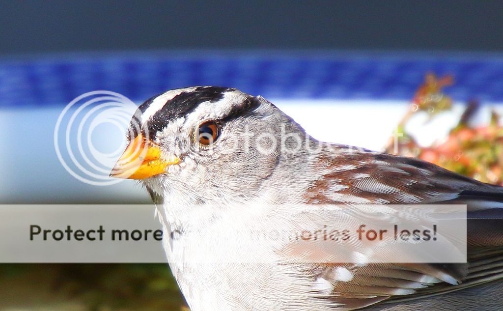 IMAGE: http://i817.photobucket.com/albums/zz92/bettatail/2016tour/RB6A7911edited_zpsjodpx38p.jpg