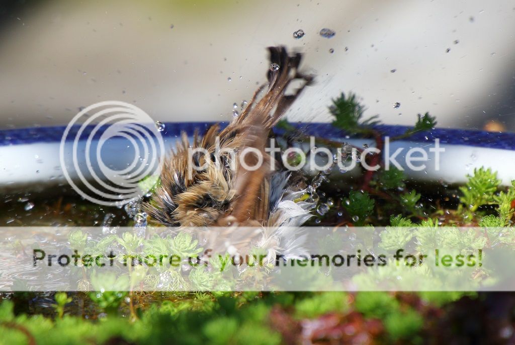 IMAGE: http://i817.photobucket.com/albums/zz92/bettatail/2016tour/RB6A7994_zpsg6gcvsmm.jpg