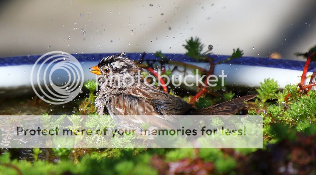 IMAGE: http://i817.photobucket.com/albums/zz92/bettatail/2016tour/RB6A7996edited_zpsin52olas.jpg