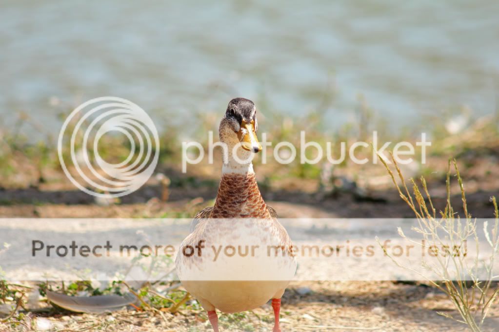 IMAGE: http://i817.photobucket.com/albums/zz92/bettatail/IMG_1095copy.jpg