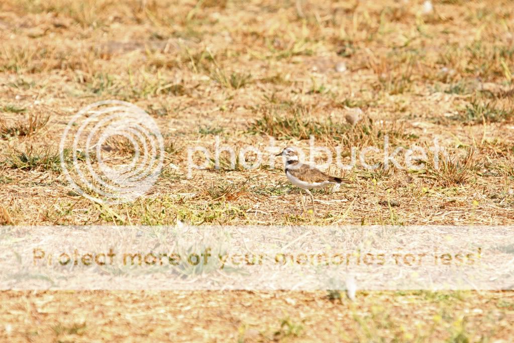 IMAGE: http://i817.photobucket.com/albums/zz92/bettatail/IMG_1223copy.jpg