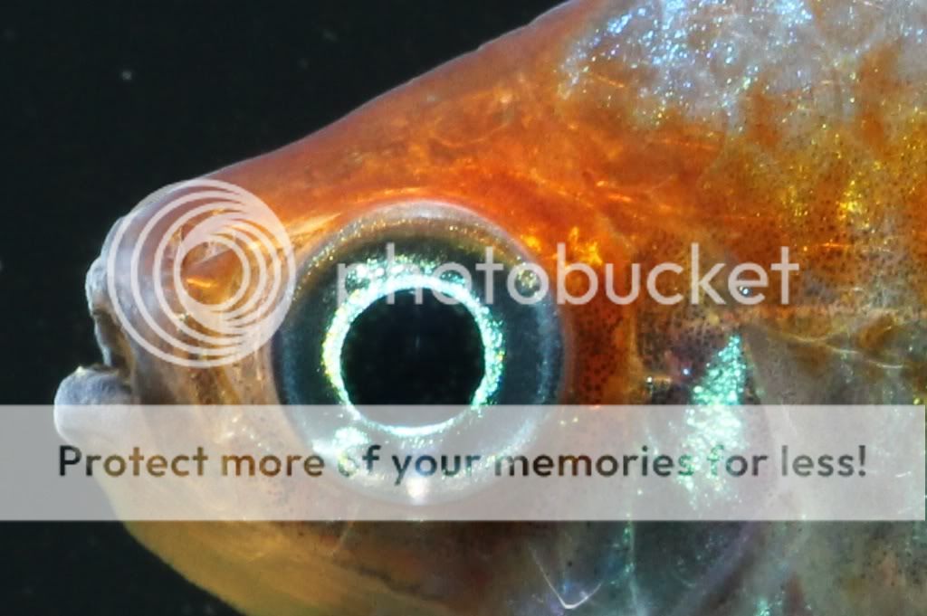 IMAGE: http://i817.photobucket.com/albums/zz92/bettatail/IMG_3994crop.jpg