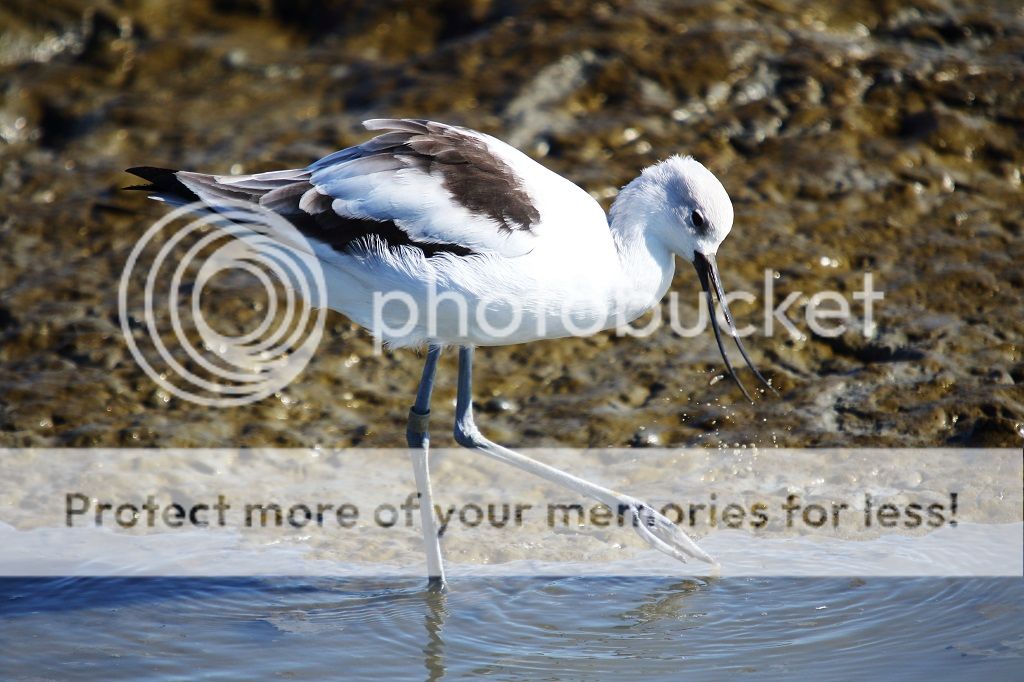 IMAGE: http://i817.photobucket.com/albums/zz92/bettatail/RB6A4114edited_zps9rsebtpn.jpg