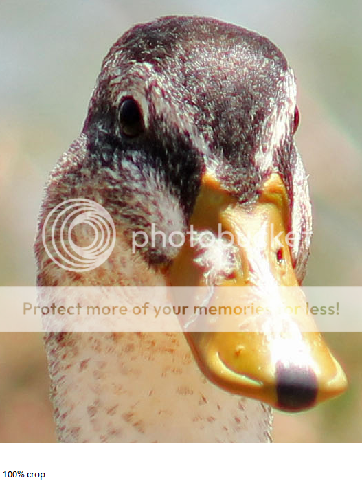 IMAGE: http://i817.photobucket.com/albums/zz92/bettatail/duck.png