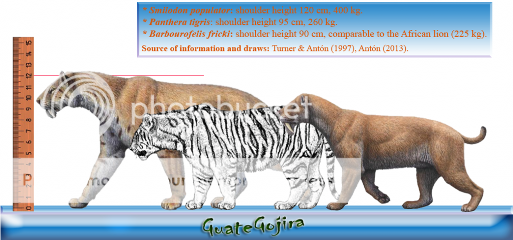 Size comparison scale | The World of Animals