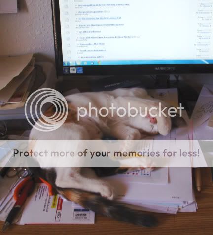 In the running for World's Laziest Cat - Countryside Families