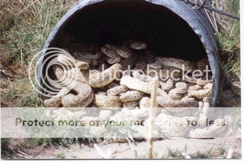 snakes photo: bucket 'o snakes Snakes.jpg
