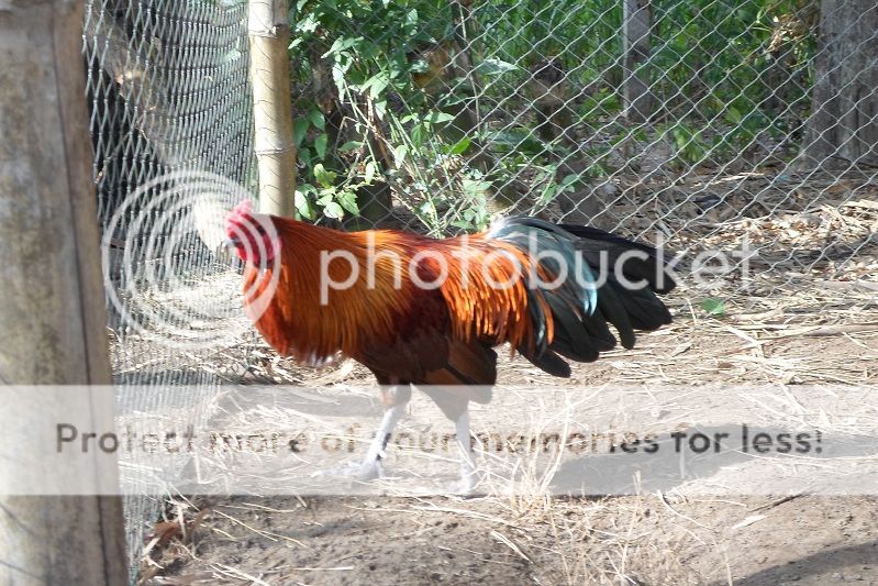 (Bình Đại - Bến Tre) Mấy chú gà nòi cho AE chơi tết. - 5