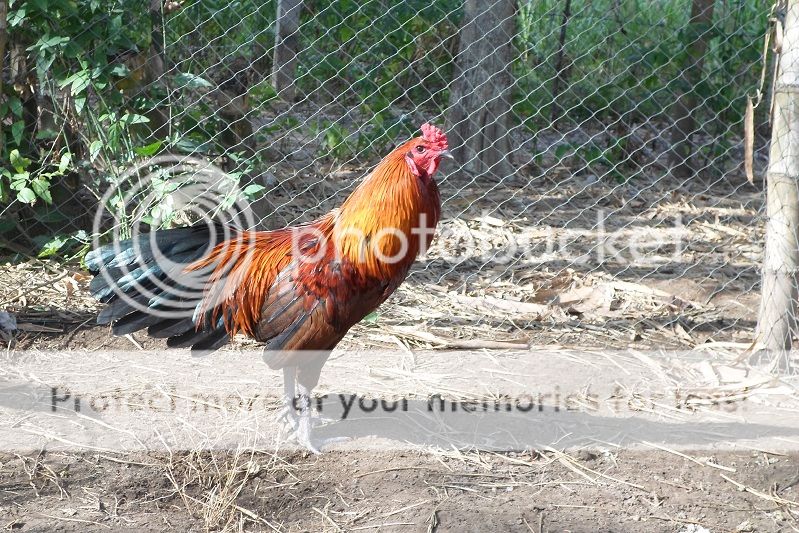 (Bình Đại - Bến Tre) Mấy chú gà nòi cho AE chơi tết. - 6