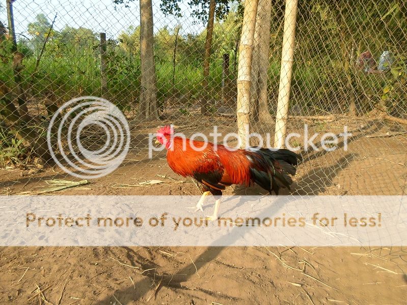 (Bình Đại - Bến Tre) Mấy chú gà nòi cho AE chơi tết.