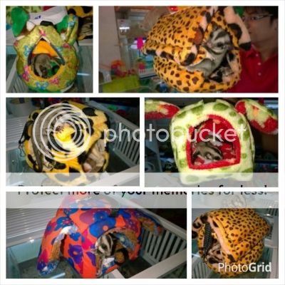 Bán lẻ, giao sỉ Sugar Glider (sóc bay Úc) và phụ kiện. - 4