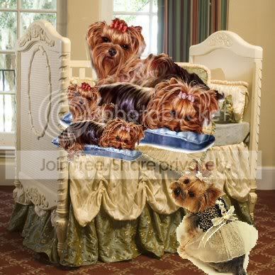 Yorkies on bed Pictures, Images and Photos